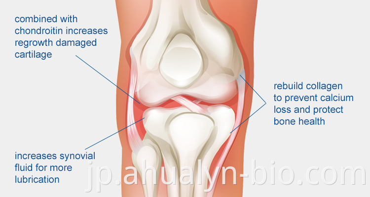 Glucosamine function